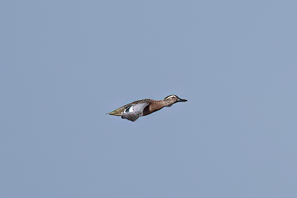 Garganey